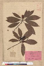 Machilus thunbergii Siebold & Zucc. 紅楠(豬腳楠)