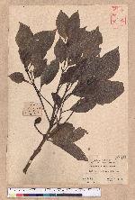 Beilschmiedia erythrophloia Hayata 瓊楠