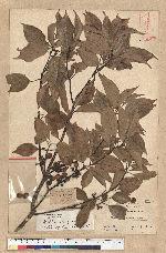Neolitsea parvigemma (Hayata) Kanehira & Sasaki 小芽新木薑子