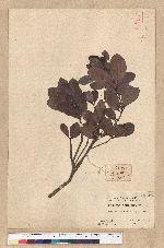Machilus obovatifolia (Hayata) Kanehira & Sasaki 倒卵葉楠