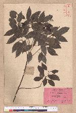 Cinnamomum camphora (L.) Nees & Eberm. var. nominale Hayata 栳樟