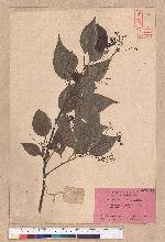 Cinnamomum camphora (L.) Nees & Eberm. var. nominale Hayata 栳樟