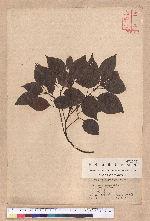 Cinnamomum camphora (L.) Nees & Eberm. var. nominale Hayata 栳樟