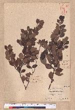 Lindera akoensis Hayata 內冬子