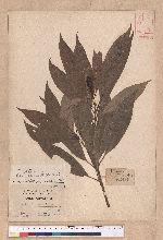 Litsea acuminata (Blume) Kurata 長葉木薑子