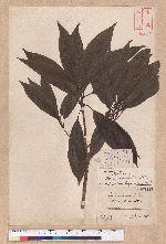 Litsea acuminata (Blume) Kurata 長葉木薑子