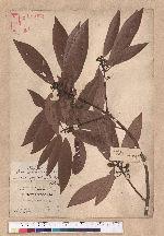 Litsea acuminata (Blume) Kurata 長葉木薑子