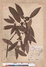 Litsea acuminata (Blume) Kurata 長葉木薑子