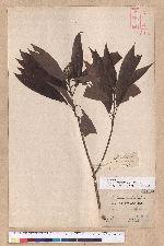 Litsea acuminata (Blume) Kurata 長葉木薑子