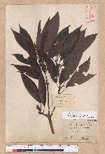 Litsea acuminata (Blume) Kurata 長葉木薑子