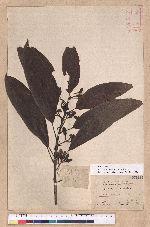 Litsea acuminata (Blume) Kurata 長葉木薑子