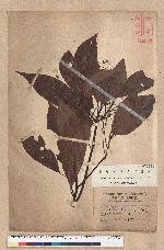 Machilus japonica Siebold et Zucc. var. kusanoi (Hayata) Liao 大葉楠