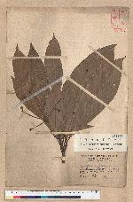 Machilus japonica Siebold et Zucc. var. kusanoi (Hayata) Liao 大葉楠