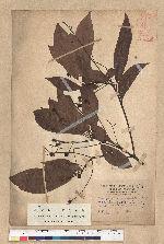 Machilus japonica Siebold et Zucc. var. kusanoi (Hayata) Liao 大葉楠
