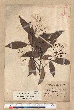 Machilus zuihoensis Hayata 香楠