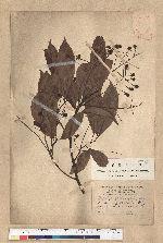 Machilus zuihoensis Hayata 香楠
