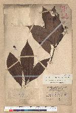 Machilus zuihoensis Hayata 香楠