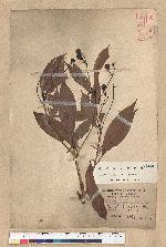 Machilus zuihoensis Hayata 香楠