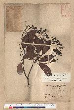 Machilus zuihoensis Hayata 香楠