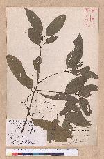 Cinnamomum osmophloeum Kanehira 土肉桂