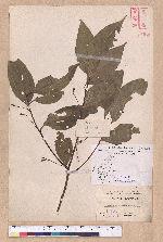 Cinnamomum osmophloeum Kanehira 土肉桂