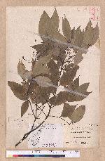 Cinnamomum osmophloeum Kanehira 土肉桂