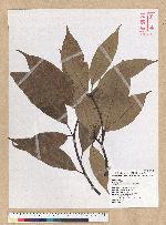 Machilus mushaensis Lu 霧社楨楠