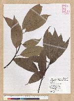 Machilus mushaensis Lu 霧社楨楠