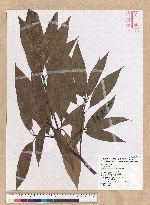 Machilus mushaensis Lu 霧社楨楠