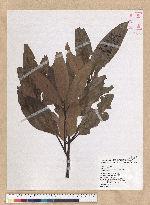 Machilus mushaensis Lu 霧社楨楠