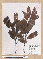 Machilus mushaensis Lu 霧社楨楠