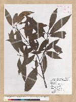 Machilus zuihoensis Hayata 香楠