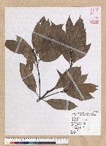 Machilus mushaensis Lu 霧社楨楠