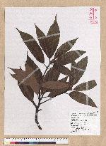 Machilus mushaensis Lu 霧社楨楠