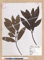 Machilus mushaensis Lu 霧社楨楠
