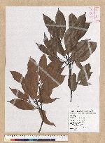 Machilus zuihoensis Hayata 香楠