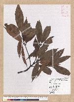 Machilus mushaensis Lu 霧社楨楠