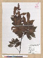 Machilus zuihoensis Hayata 香楠