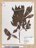 Machilus zuihoensis Hayata 香楠