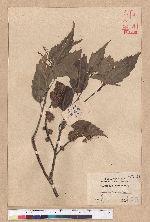 Castanopsis formosana (Skan) Hayata 臺灣栲