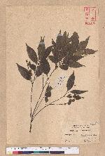 Castanopsis stipitata (Hay.) Kaneh. et Hatsu. 單刺櫧