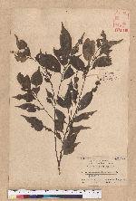 Castanopsis stipitata (Hay.) Kaneh. et Hatsu. 單刺櫧