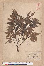 Castanopsis longicaurdata (Hay) Kaneh. et Hatus. 長尾光葉錐栗