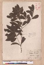 Actinodaphne pedicellata Hayata