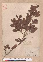 Actinodaphne pedicellata Hayata