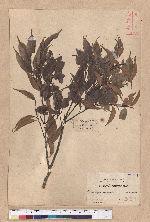 Castanopsis longicaurdata (Hay) Kaneh. et Hatus. 長尾光葉錐栗