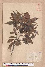 Castanopsis longicaurdata (Hay) Kaneh. et Hatus. 長尾光葉錐栗