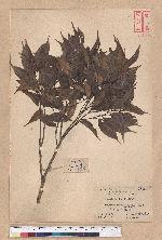 Castanopsis longicaurdata (Hay) Kaneh. et Hatus. 長尾光葉錐栗