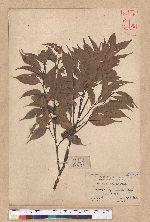 Castanopsis longicaurdata (Hay) Kaneh. et Hatus. 長尾光葉錐栗