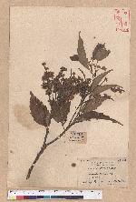 Castanopsis formosana (Skan) Hayata 臺灣栲